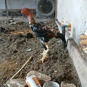 байсок хоразлар и макилер