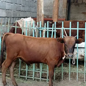 bakylan okuzler