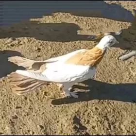 Kepderi