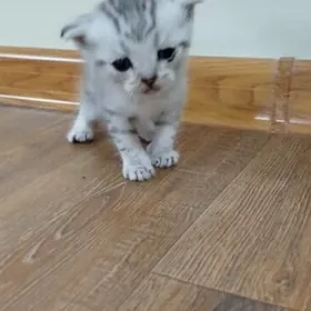 Шотландская кошка