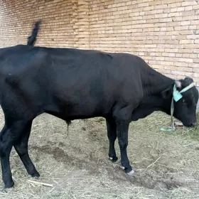 Öküz 2 yashynda