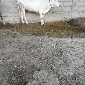 sygyr
