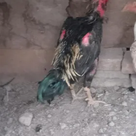 baysow horaz