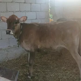 tuwe arassa swes
