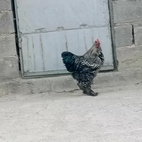 Balgar Horoz