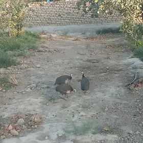 Guşlar