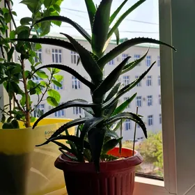Алоя