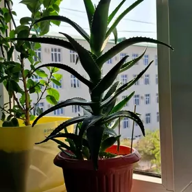 Алоя