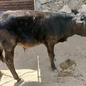 . öküzce