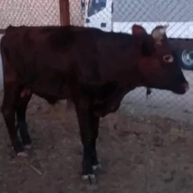 ökuz
