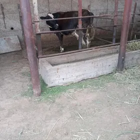 galsdeyn bogaz sygyr