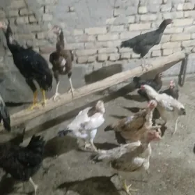 towuklar