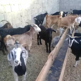 Geçiler