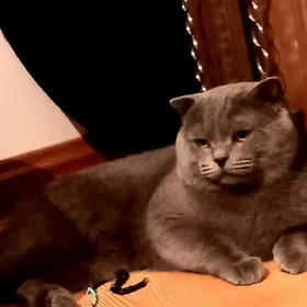 кот, котята, кошки породистые