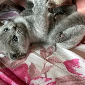 продам веслоухого котёнка