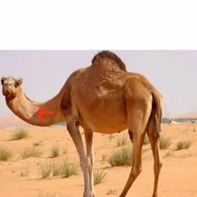düýe