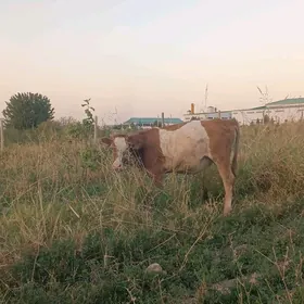 Tüwe