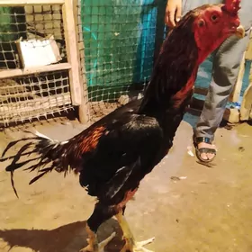 Horaz