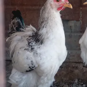Horaz