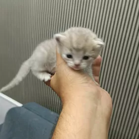 Котята вислоухие