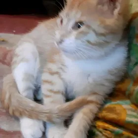 отдам котят