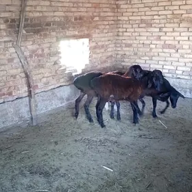 gissar tokly