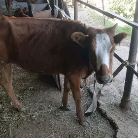 Göle