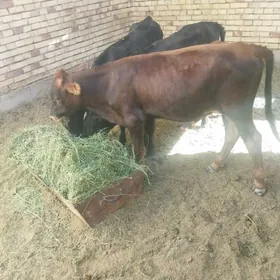 göle