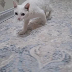 pisik кошка