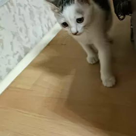 котёнок