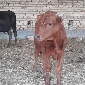 okuzce