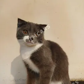 barsik