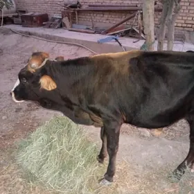ökuzce