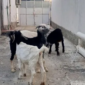 geci