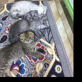 Котята