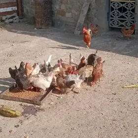 Satlyk towuklar