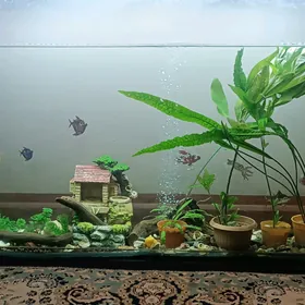 akwaryum