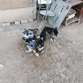 Brama mramyr