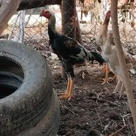 baysow horaz
