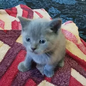 британский котенок