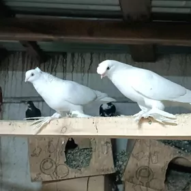 Kepderi.
