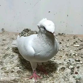Kepderi