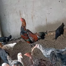 7 aylık