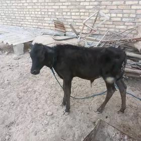 Okuzce