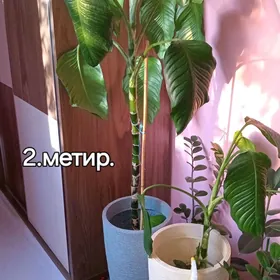 бамбук