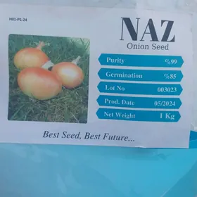 MTN NAZ