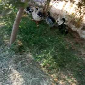ordek