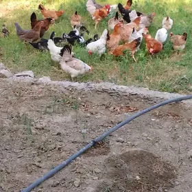 towuklar