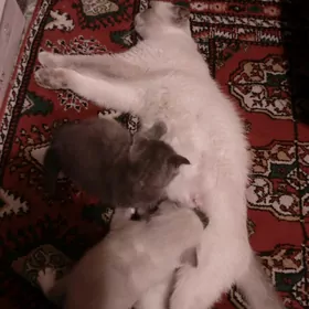 КОТЯТА  PIŞIJIKLER