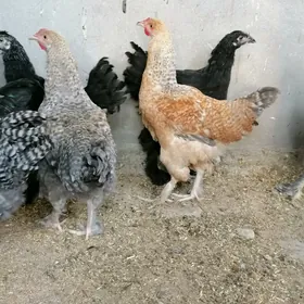 Gigant brama, Dominat horozlar